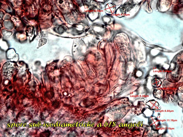 MICROSCOPIA ENTOLOMA REINWALDII